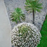 El Susurro Ecoliving Guincho Villa
